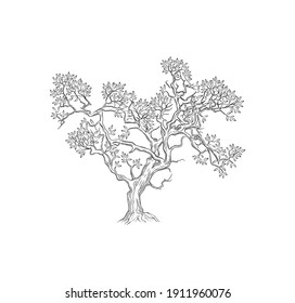 hand drawing art olive tree vector illustrations