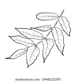 hand drawing of an ash tree branch with leaves vector