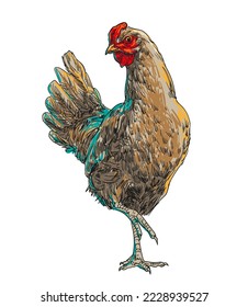 hand drawing assorted chickens vector illustration clip art