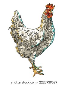 hand drawing assorted chickens vector illustration clip art