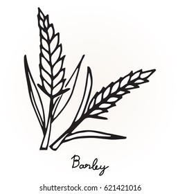 Hand Drawing Barley Black And White Background