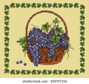 hand drawing basket with ripe black grape