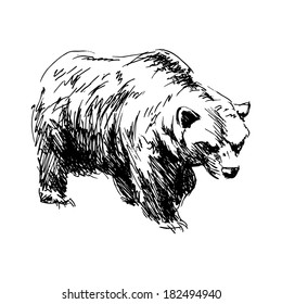 Hand drawing a bear. Vector illustration