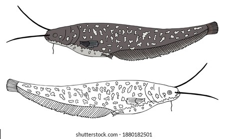 Hand drawing of beautiful catfish isolated. Set of fish in color and black and white. Design elements. Vector illustration.