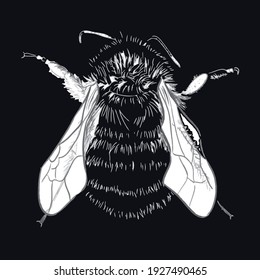 Hand drawing of bee, vector illustration art