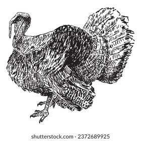 Hand drawing of big domestic turkey bird