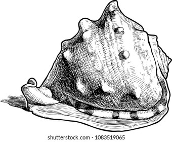 Hand drawing of a big sea shell