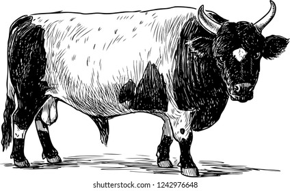 A hand drawing of a big spotted bull