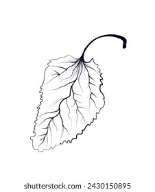 dibujo a mano de un vector de hoja de abedul