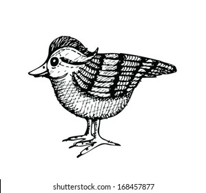Hand Drawing Bird 