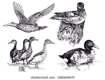 Hand drawing birds in vector graphic