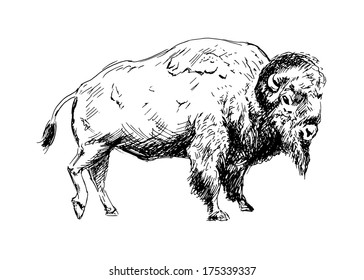 Hand Drawing A Bison. Vector Illustration