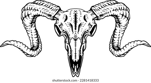 hand drawing black   white ram skull illustration