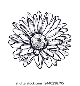 hand drawing of a blooming Gerbera vector illustration