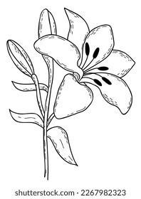 Hand drawing blooming lily flower with bud and leaves. Vector illustration. Line garden flower. For design, decoration and printing