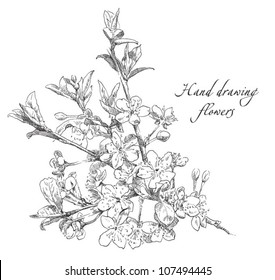 Hand drawing blossom cherry flower