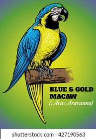 hand drawing of blue and gold macaw bird