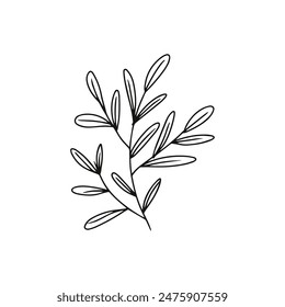 hand drawing botanical flower and leaves