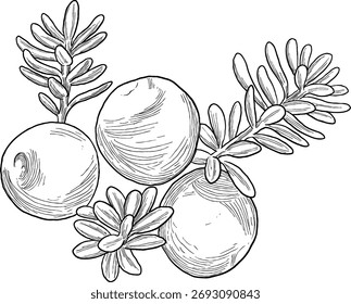 Hand Drawing Botanical Sketch of Crowberry Branch