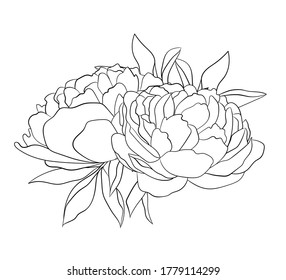 Hand drawing bouquet Peony flower. Black line art illustration on white background.
