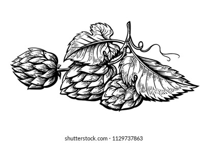 hand drawing of a branch of hops. vector illustration