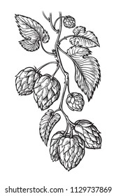 Hand Drawing Of A Branch Of Hops. Vector Illustration