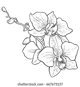 Hand drawing - branch of orchid - vector line art