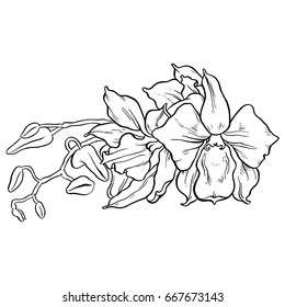 Hand drawing - branch of orchid - vector line art