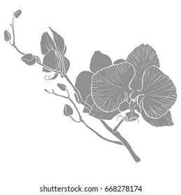 Hand drawing - branch of orchid - vector line art