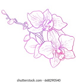 Hand drawing - branch of orchid - vector line art