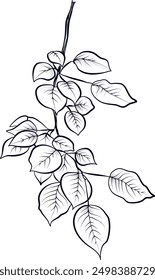 Hand drawing of a branch of Populus tremula, vector illustration by aspen