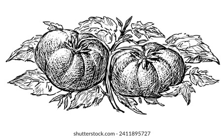 Hand drawing of branch with two ripe tomatoes and leaves, vector illustration isolated on white