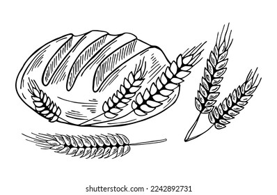 Hand drawing bread and spikelets. Black outline food illustration. Bakery line art drawing.