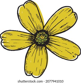 Hand drawing buttercup flower on white background. Spring element. Daisy sketch. Flower illustration