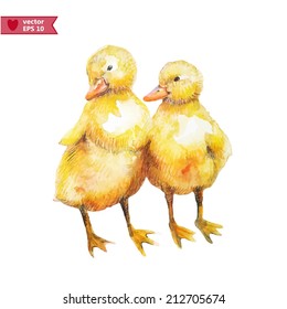 Hand drawing by water color couple of ducklings