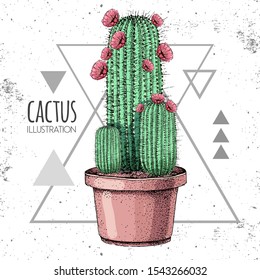 Hand drawing cactus vector illustration on grunge triangle background