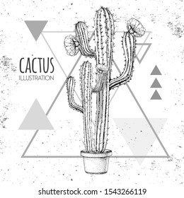 Hand drawing cactus vector illustration on grunge triangle background