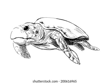 Hand drawing caretta. Vector illustration