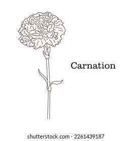 Hand drawing Carnation flower. Carnation flower isolated on white background. Beautiful flower in line art style. Vector illustration