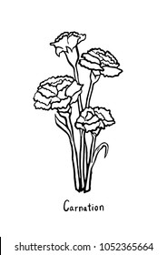 Hand drawing Carnation flowers. Line art with white background.