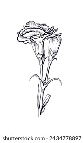 hand drawing of carnation flowers vector illustration