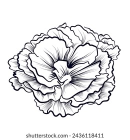 dibujo a mano de flores de clavel ilustración vectorial