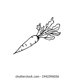 Hand drawing carrot black white with foliage on a white background isolated. Carrot harvest