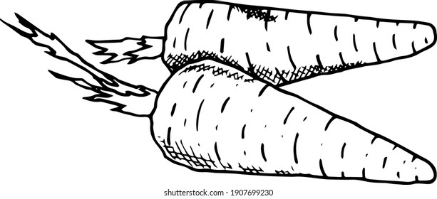 hand drawing of carrots with a black outline