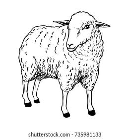 6,528 Lamb line art vector Images, Stock Photos & Vectors | Shutterstock