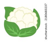 Hand Drawing Cauliflower, half cauliflower vector, Fresh white cauliflower with green leaves, Cauliflower isolated on white background, Collection, Group of cauliflowers with green leaves