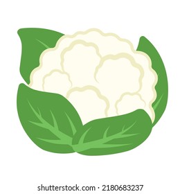 Hand Drawing Cauliflower, half cauliflower vector, Fresh white cauliflower with green leaves, Cauliflower isolated on white background, Collection, Group of cauliflowers with green leaves