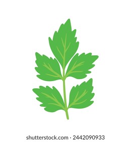 Hand Drawing Celery or Parsley leaf vector, Fresh Vegetable with green leaves doodle animated cartoon for Aromatic Seasoning Food Ingredient isolated on white background