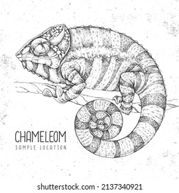 Hand drawing chameleon illustration. Graphic art. Vector illustration