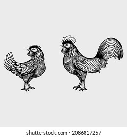 Hand drawing of Chicken, Rooster and hen. Engraved vector illustration. Sketch, line art.